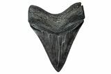 Fossil Megalodon Tooth - South Carolina #340143-1